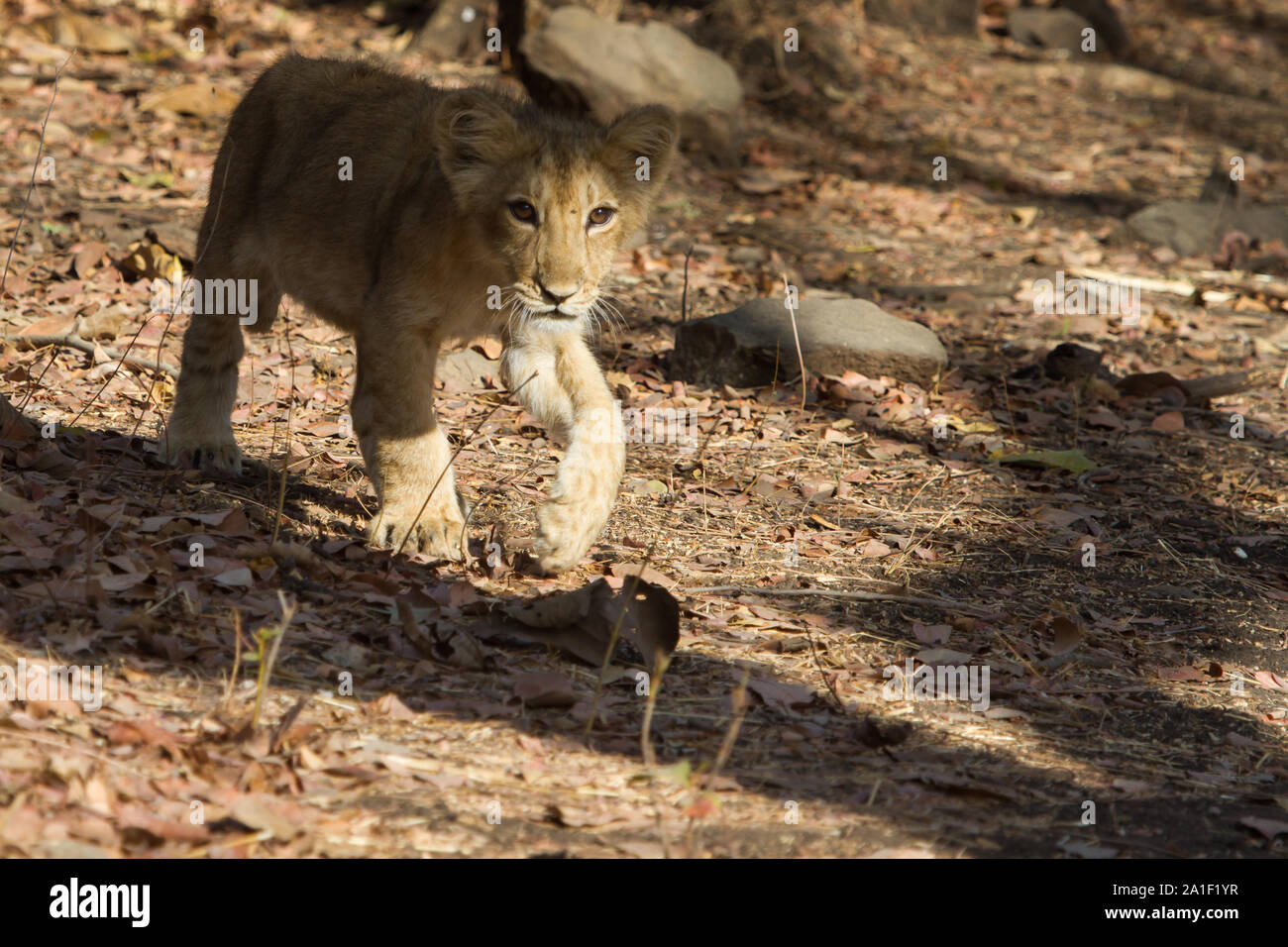 Cute luion Cub dans Gir National Park , Gurat, Inde Banque D'Images