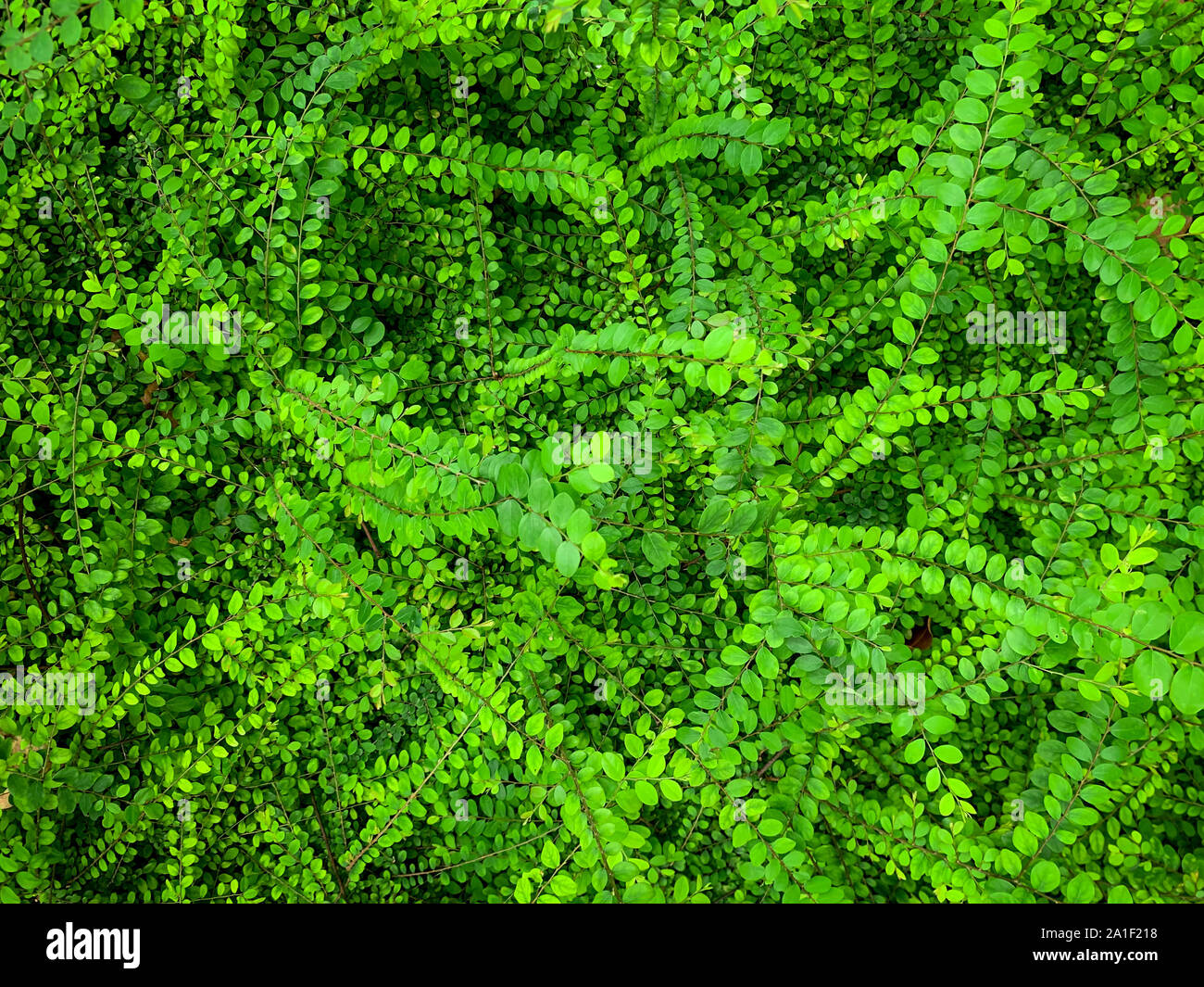 Laisser couvert vert lierre mur de béton texture background. Mur végétal pour purifier l'air. Ivy mur vert pour réduire la consommation d'énergie dans le bâtiment. Banque D'Images