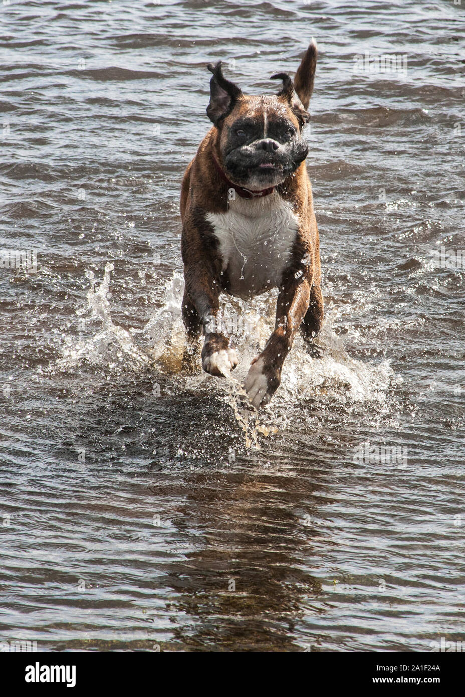 Chiens Boxer jouant Banque D'Images
