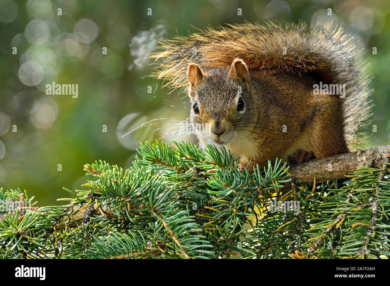 Un écureuil rouge sauvage ( Tamiasciurus hudsonicus) ; assis sur une branche d'arbre tout en hâte dans les régions rurales de l'Alberta Canada Banque D'Images