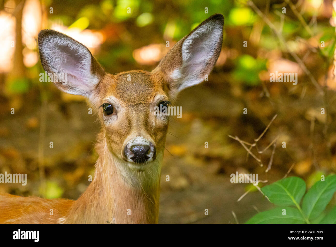 Libre d'un cerf de Virginie (Odocoileus virginianus) fawn debout dans une forêt. Banque D'Images
