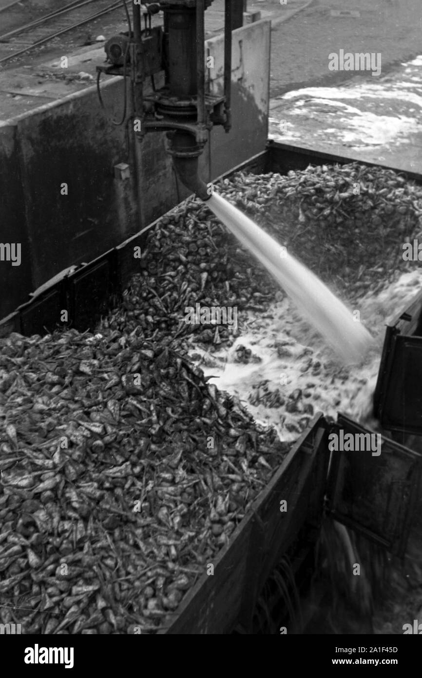 Dans Arbeitsalltag der Zuckerfabrik Zeitz, DDR, 1950er. La vie de travail à la raffinerie de sucre dans la région de Zeitz, RDA, 1950. Banque D'Images