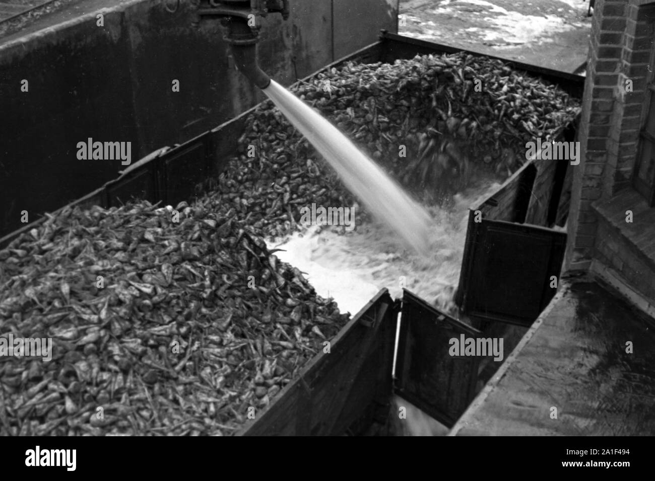 Dans Arbeitsalltag der Zuckerfabrik Zeitz, DDR, 1950er. La vie de travail à la raffinerie de sucre dans la région de Zeitz, RDA, 1950. Banque D'Images
