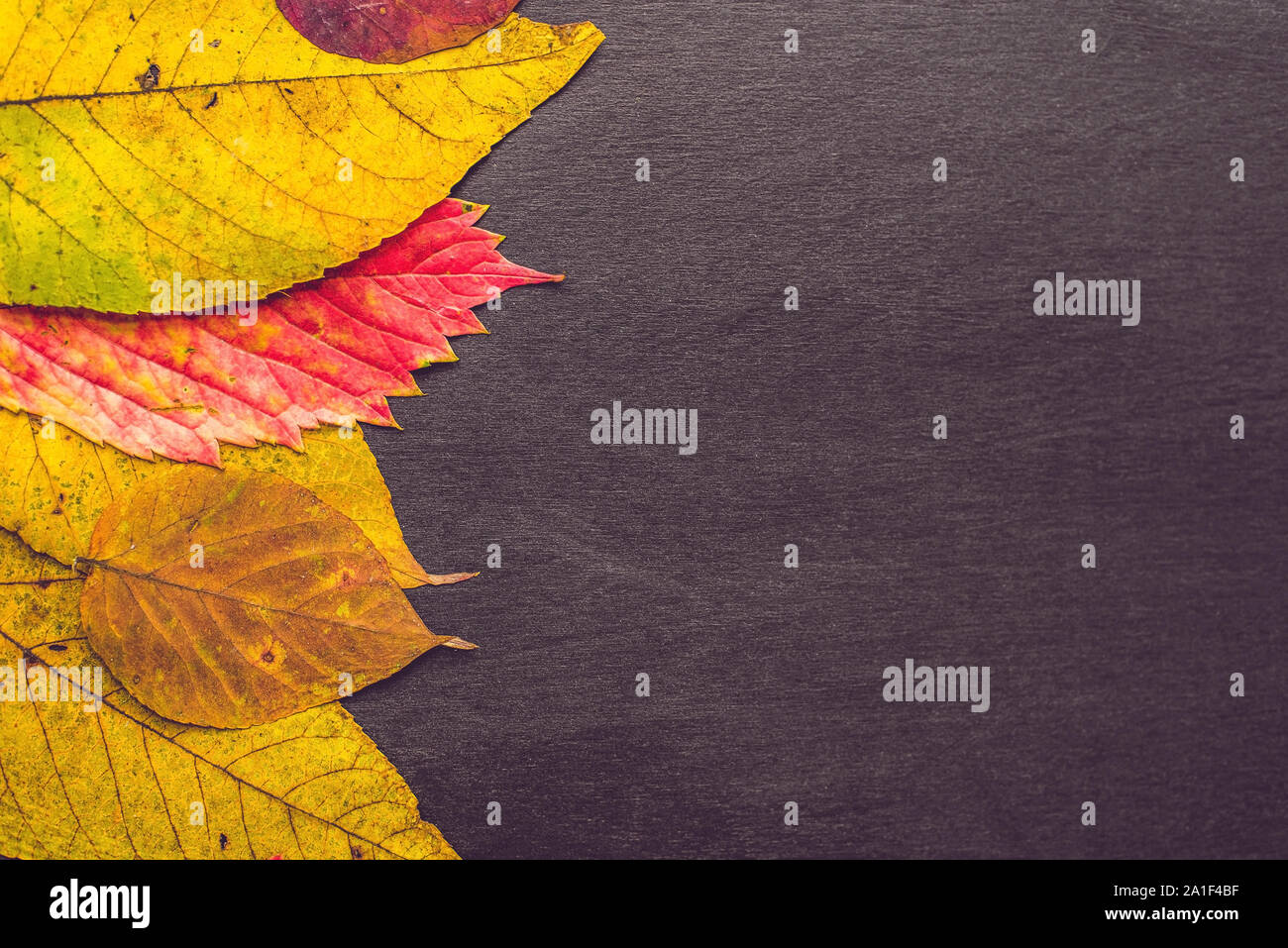 Les feuilles d'automne sur fond de bois avec l'exemplaire de l'espace. Banque D'Images