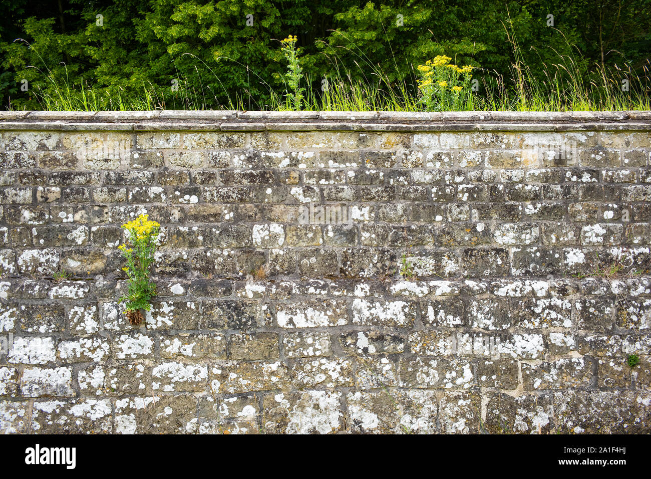 Séneçon jacobée, un toxique (pour les gros animaux) mais de grande production de nectar (pour les insectes) de lutte contre les mauvaises herbes en croissance sur un mur d'enceinte, le château Howard, Yorkshire, UK Banque D'Images