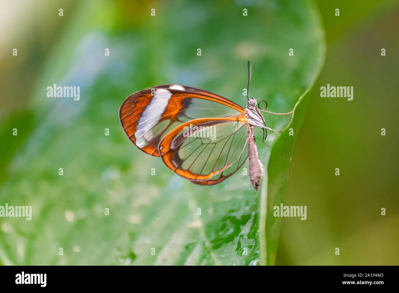Glasswing butterfly (Greta oto) reposant sur une feuille verte, avec en arrière-plan la végétation verte Banque D'Images