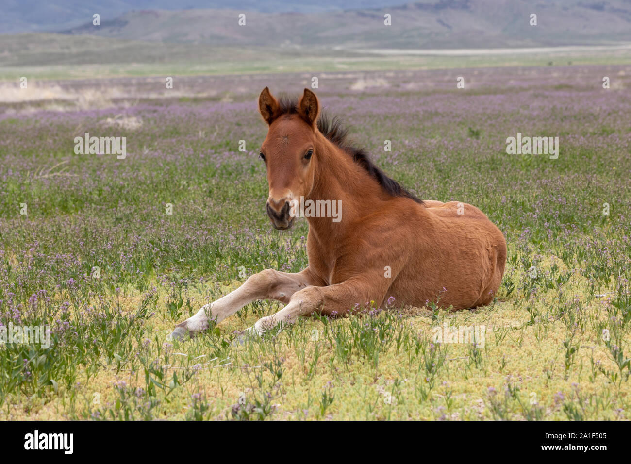 Joli poulain Cheval sauvage au printemps dans le désert de l'Utah Banque D'Images