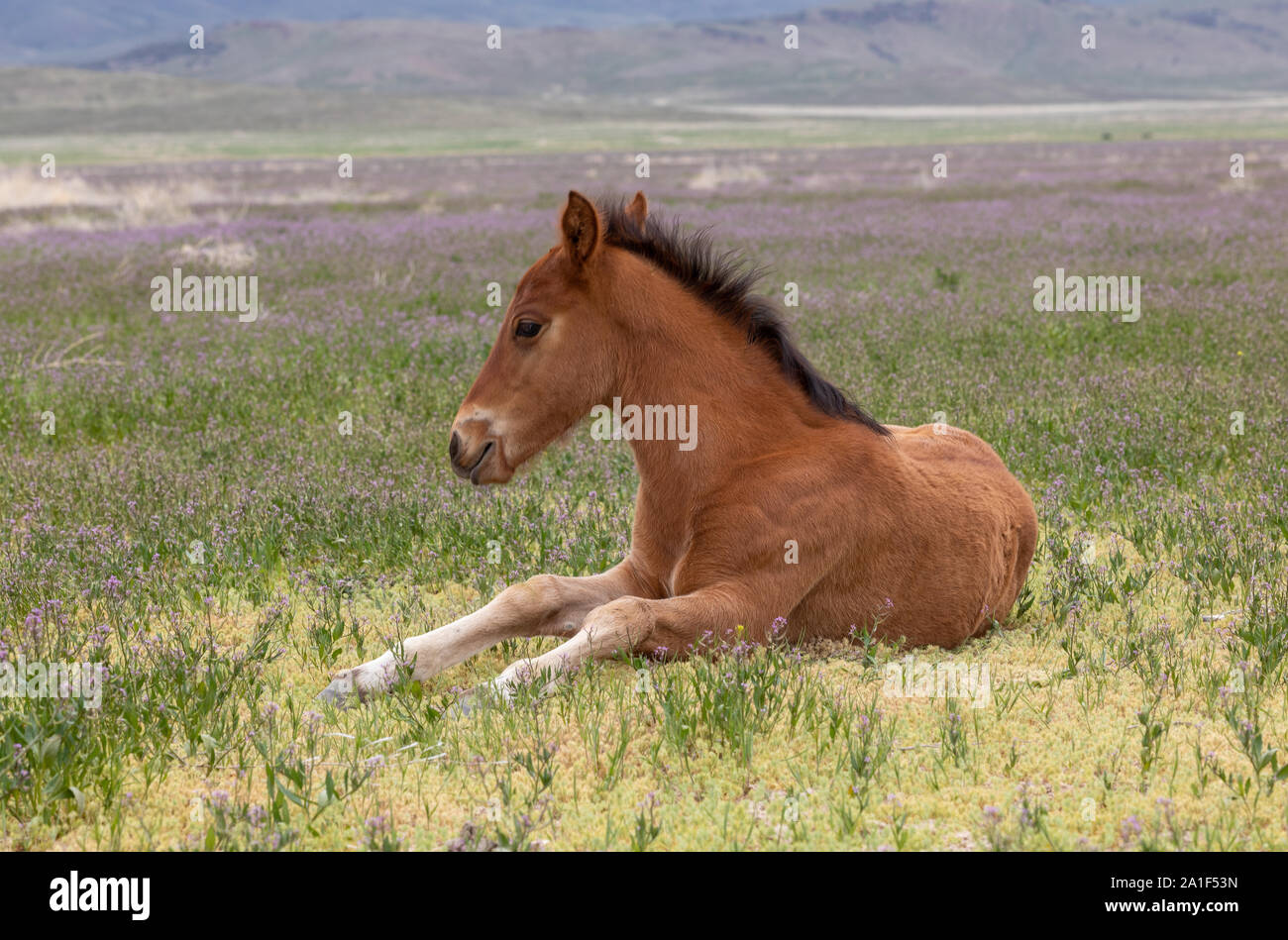 Joli poulain Cheval sauvage au printemps dans le désert de l'Utah Banque D'Images