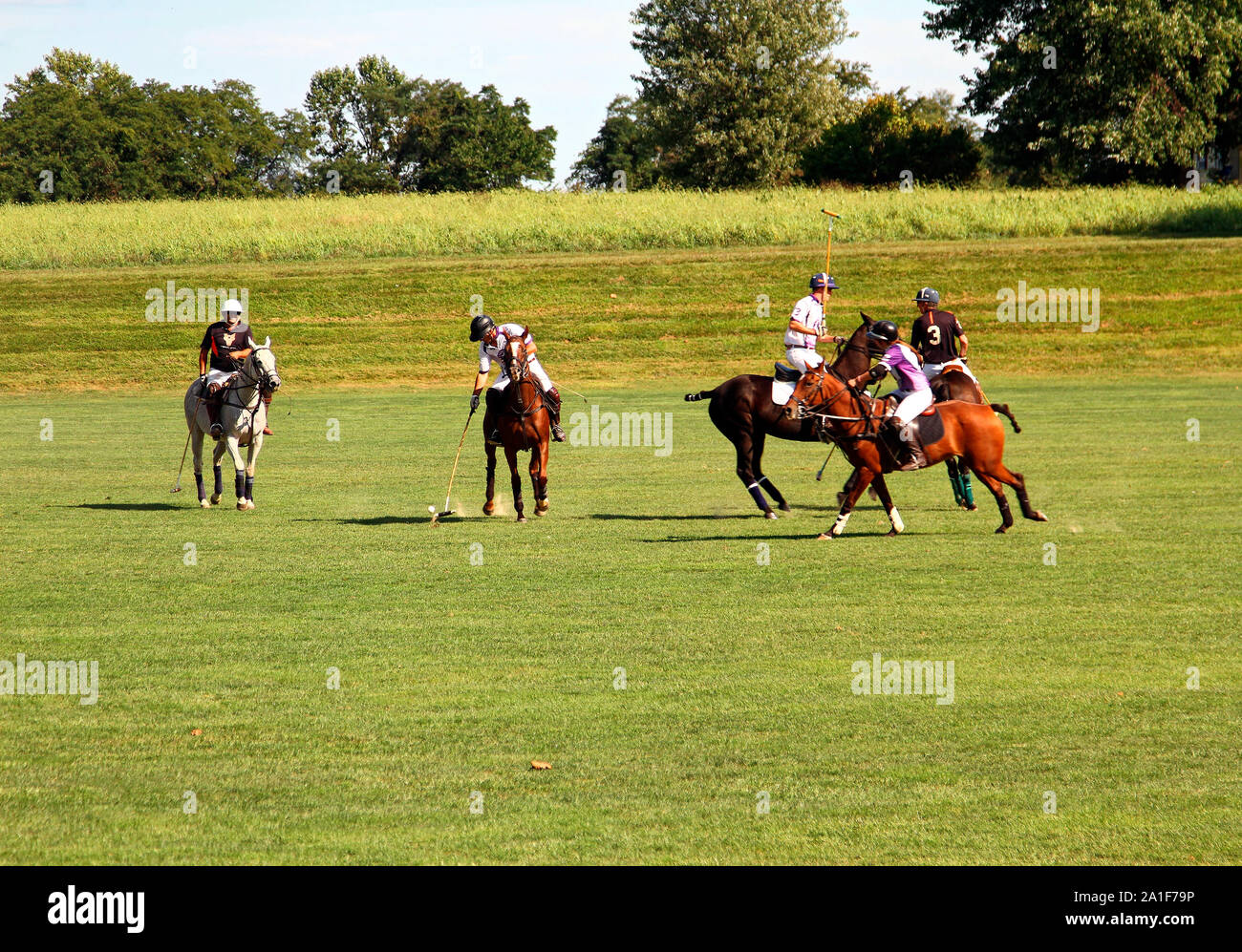 Polo match ; hitting ball, des chevaux ; personnes ; 5. l'action rapide ;  les animaux ; concurrence ; sport ; les champs ; mouvement ; Brandywine Polo  Club Toughkena Photo Stock - Alamy