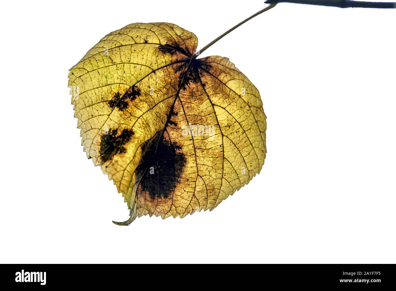 En automne, feuille de bouleau isolé sur fond blanc Banque D'Images