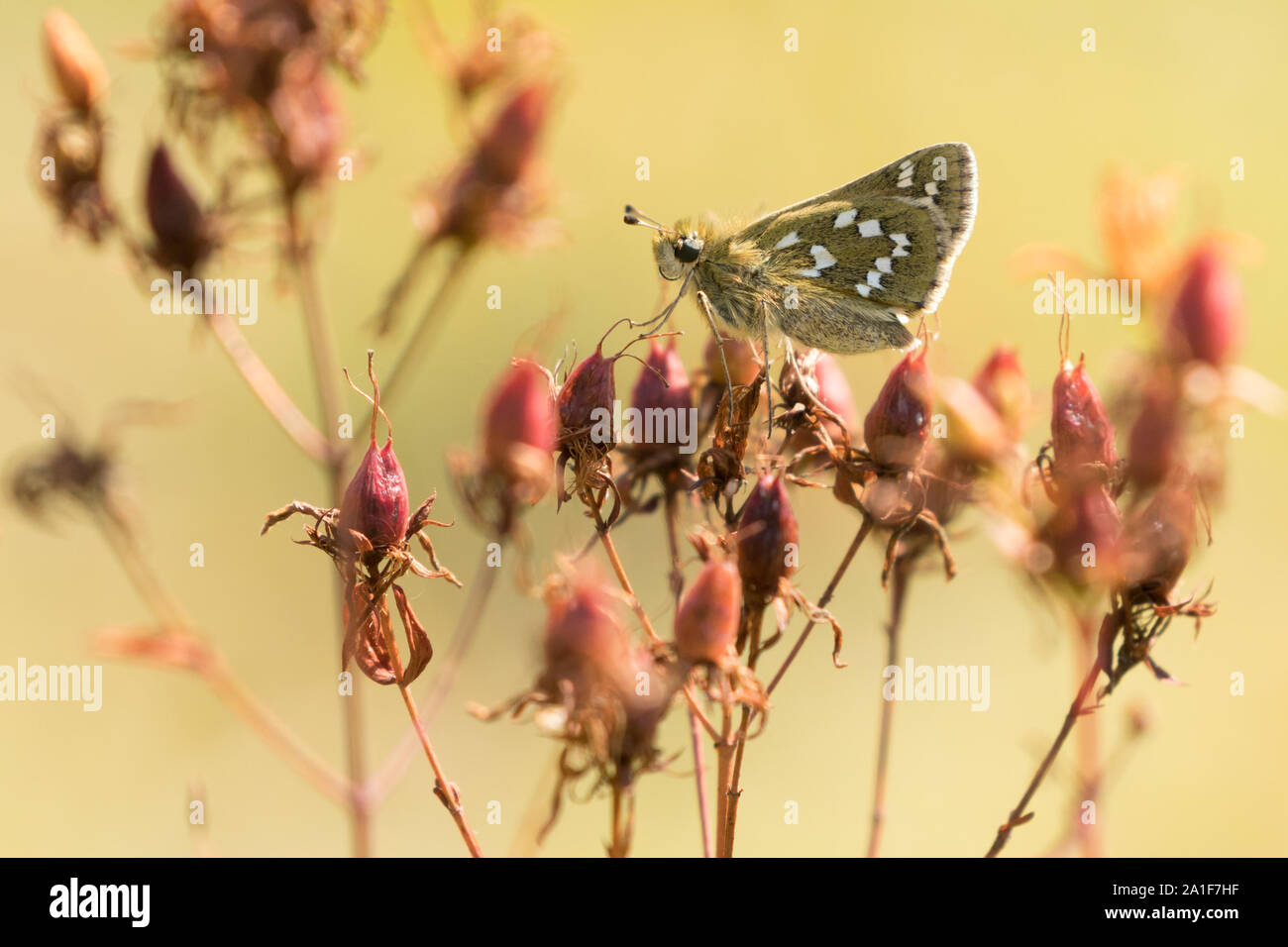 Silver-spotted skipper (Hesperia comma). Surrey, UK. Banque D'Images