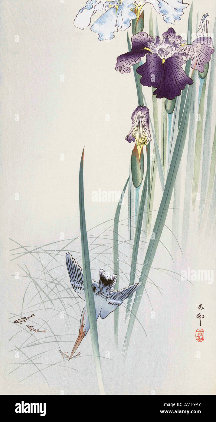 Kingfisher et l'iris, par l'artiste japonais Ohara Koson, 1877 - 1945. Ohara Koson faisait partie de la shin-hanga, ou nouvelle imprime le mouvement. Banque D'Images