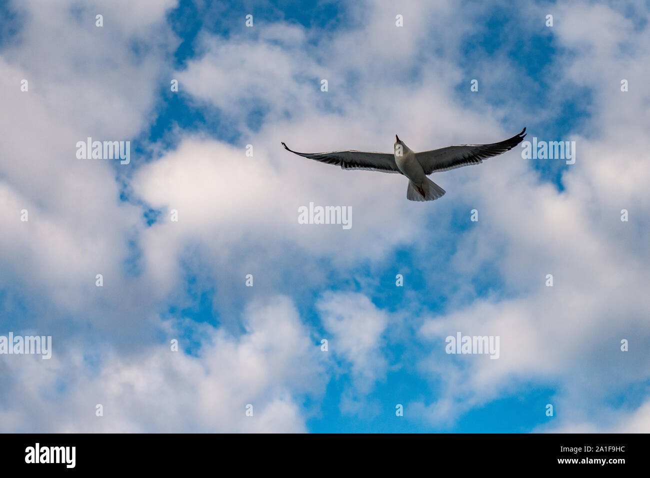 Mouette en vol Banque D'Images