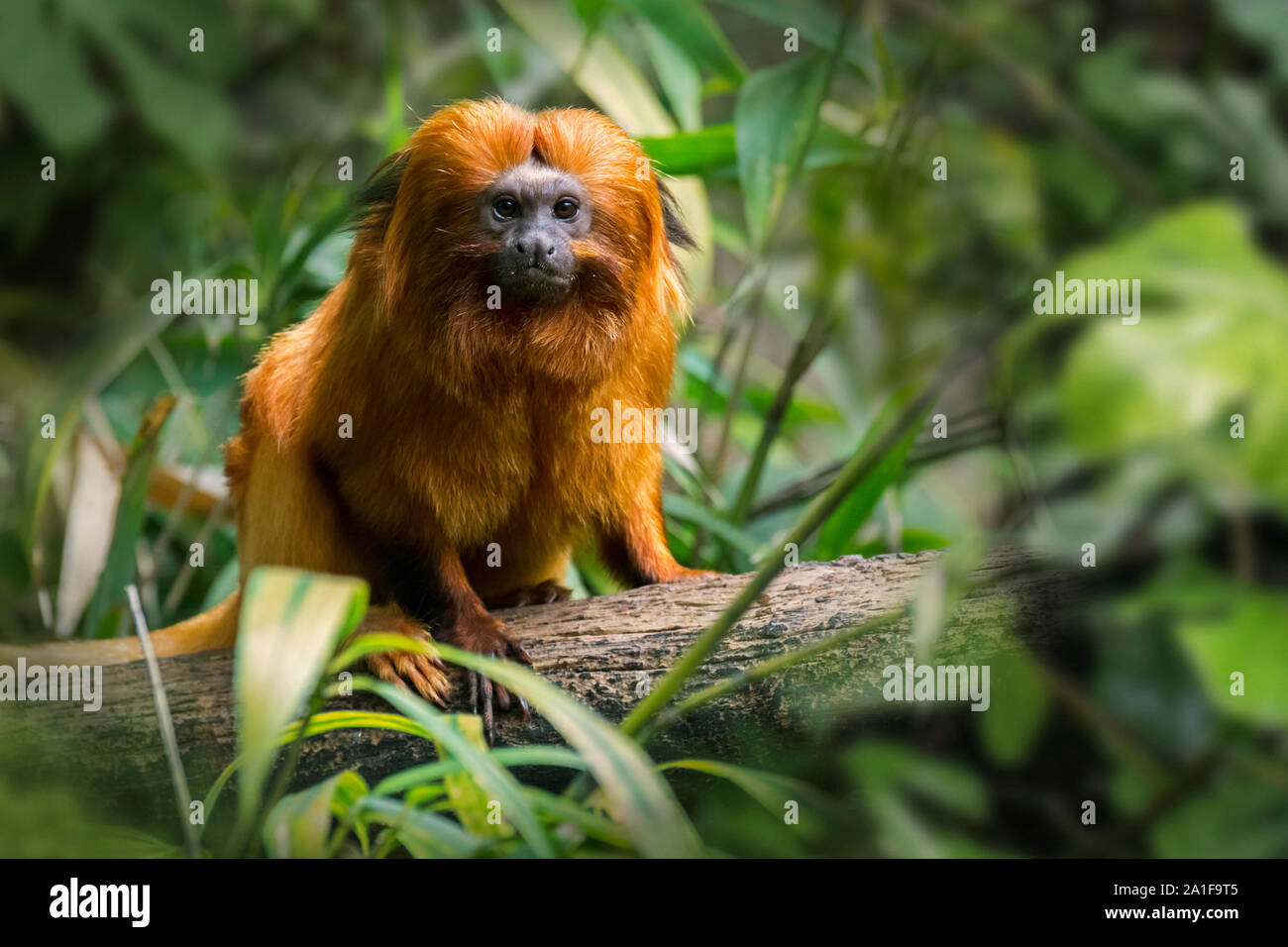 Golden Lion Tamarin / golden ouistiti (Leontopithecus rosalia rosalia Jacchus / brasiliensis) dans la forêt tropicale, originaire de Brésil Banque D'Images