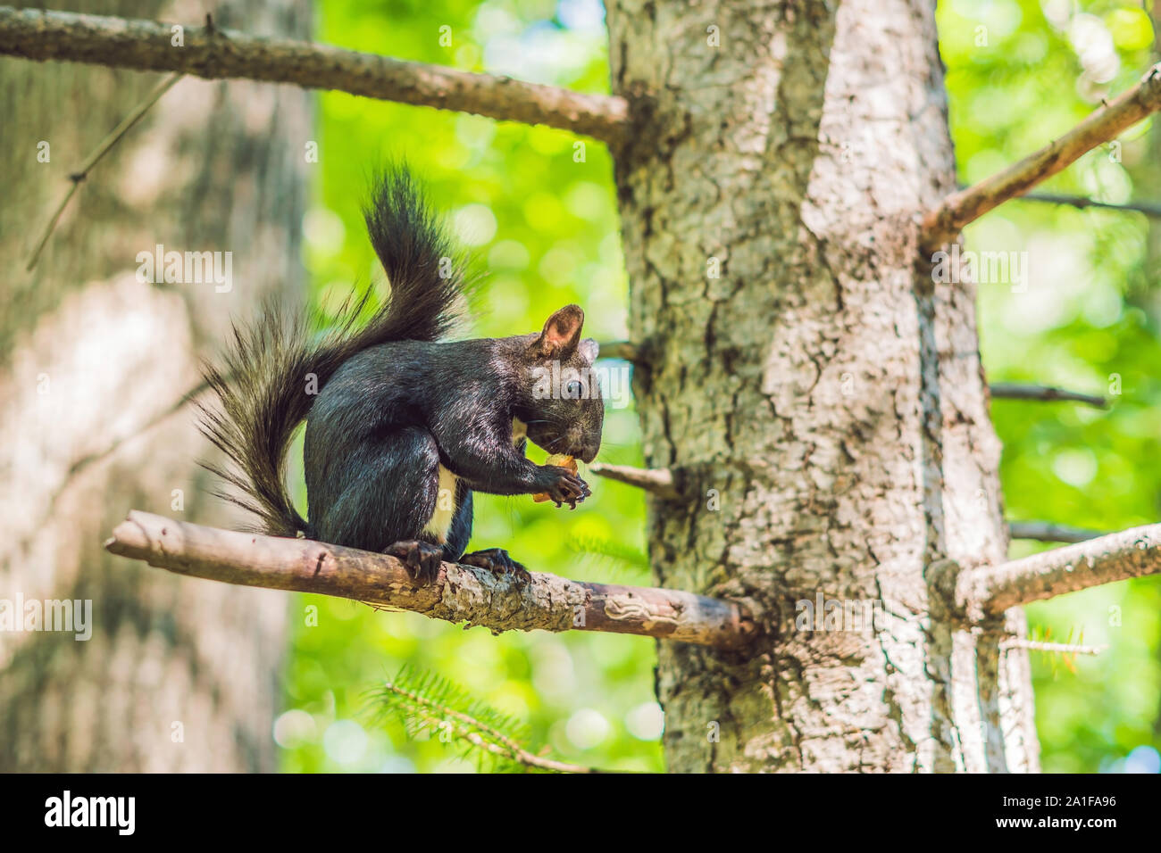 L'écureuil noir est assis sur un arbre et mange. Banque D'Images