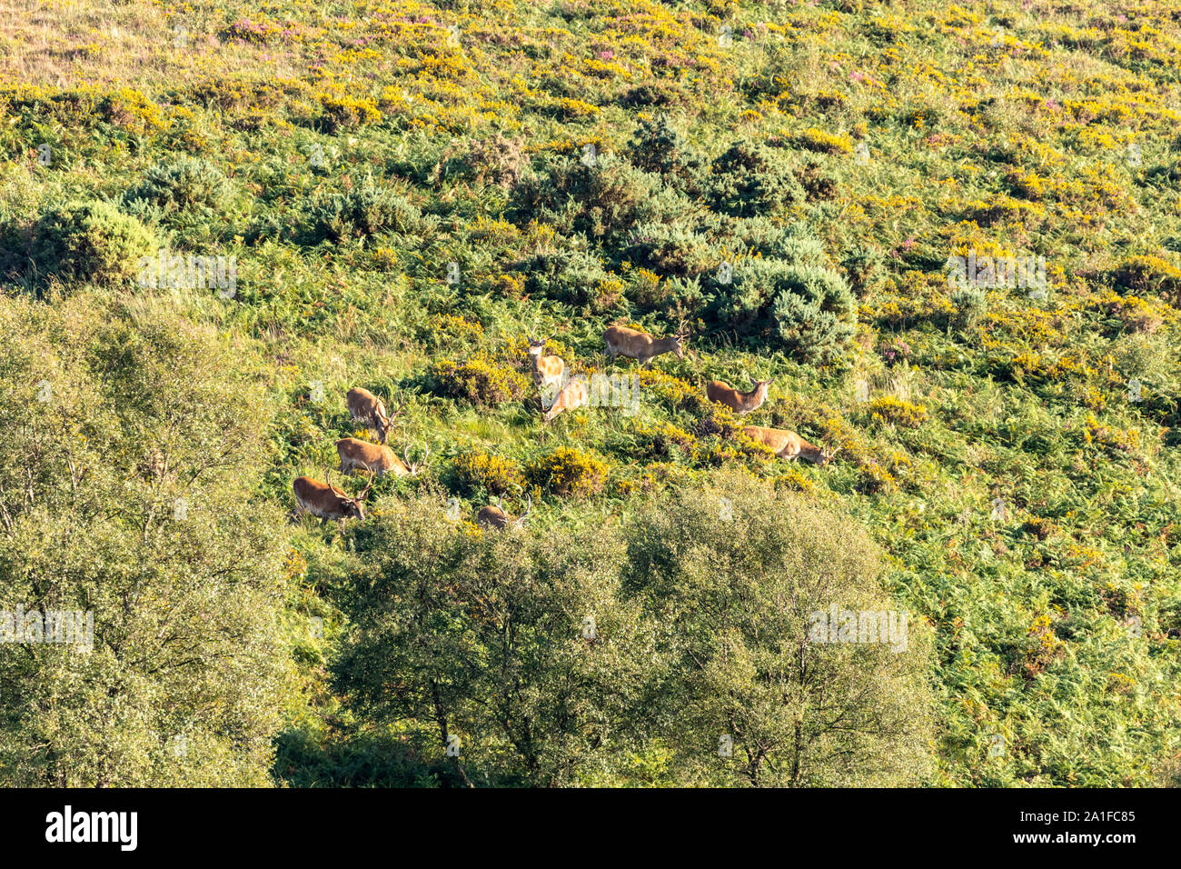 Un groupe de berghoff le pâturage dans le soleil du soir sur les pentes inférieures de Dunkery Beacon, le point le plus élevé de Exmoor, Somerset UK Banque D'Images