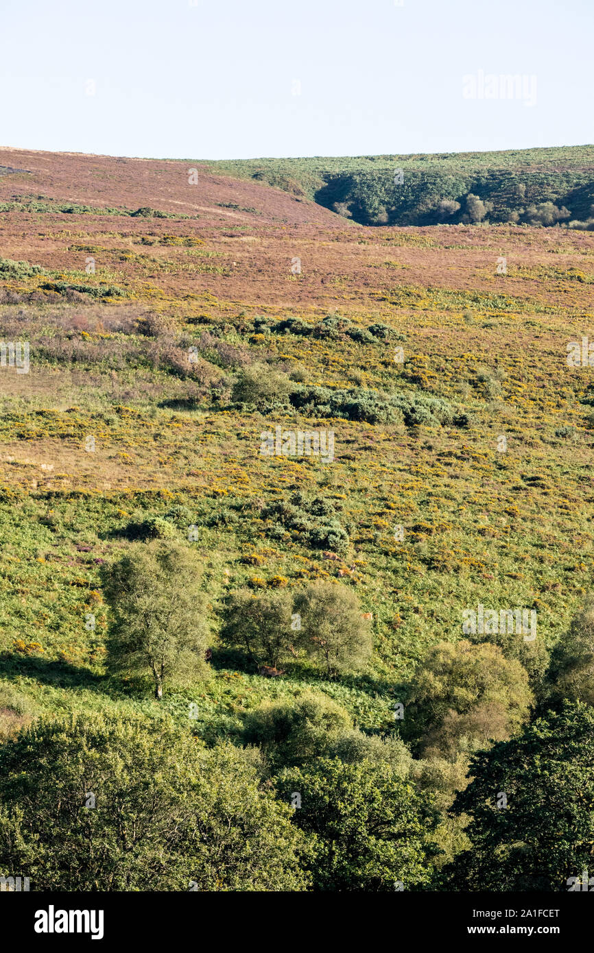 Un groupe de berghoff le pâturage dans le soleil du soir sur les pentes inférieures de Dunkery Beacon, le point le plus élevé de Exmoor, Somerset UK Banque D'Images