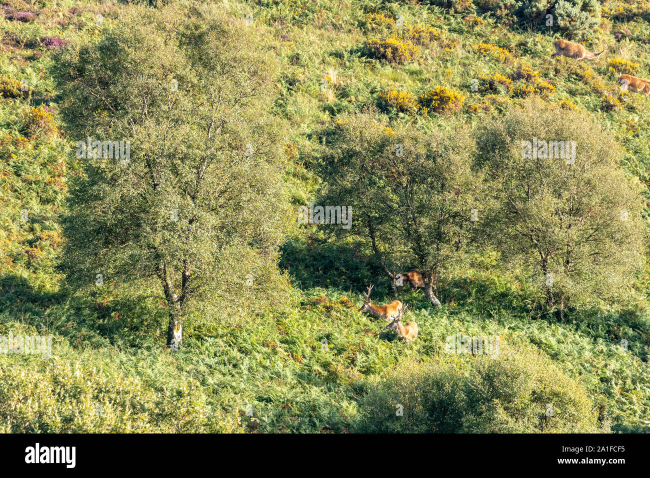 Un groupe de berghoff le pâturage dans le soleil du soir sur les pentes inférieures de Dunkery Beacon, le point le plus élevé de Exmoor, Somerset UK Banque D'Images