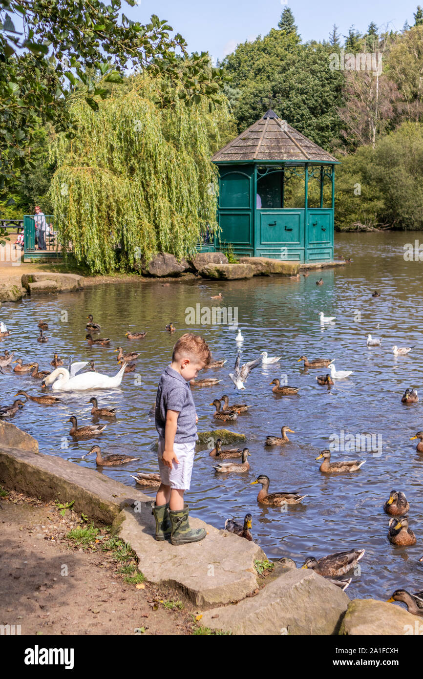Un petit garçon, nourrir les canards sur le lac à Golden Acre Park, Leeds, West Yorkshire UK Banque D'Images