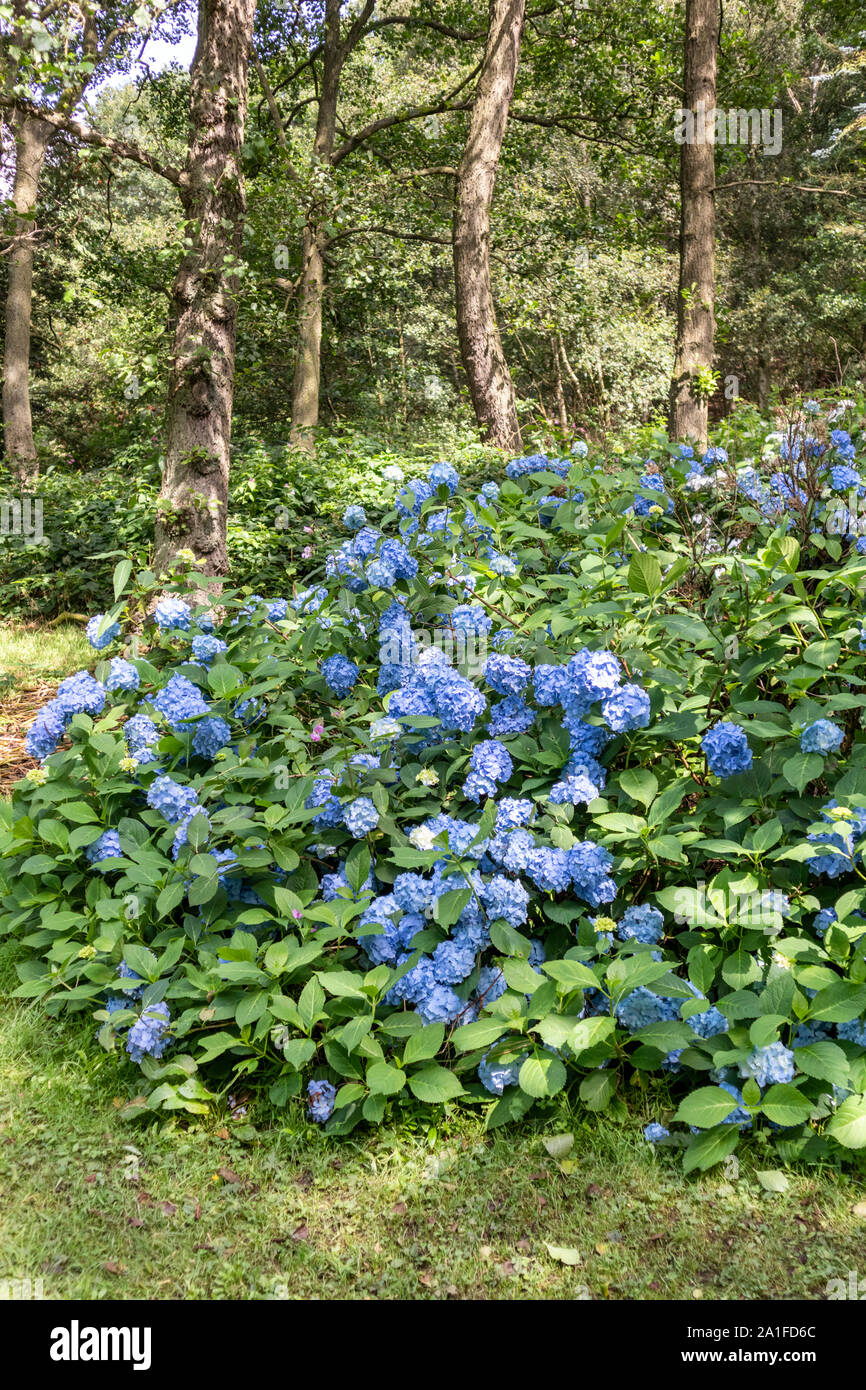 Un magnifique hortensia bleu floraison sous les arbres en Golden Acre Park, Leeds, West Yorkshire UK Banque D'Images