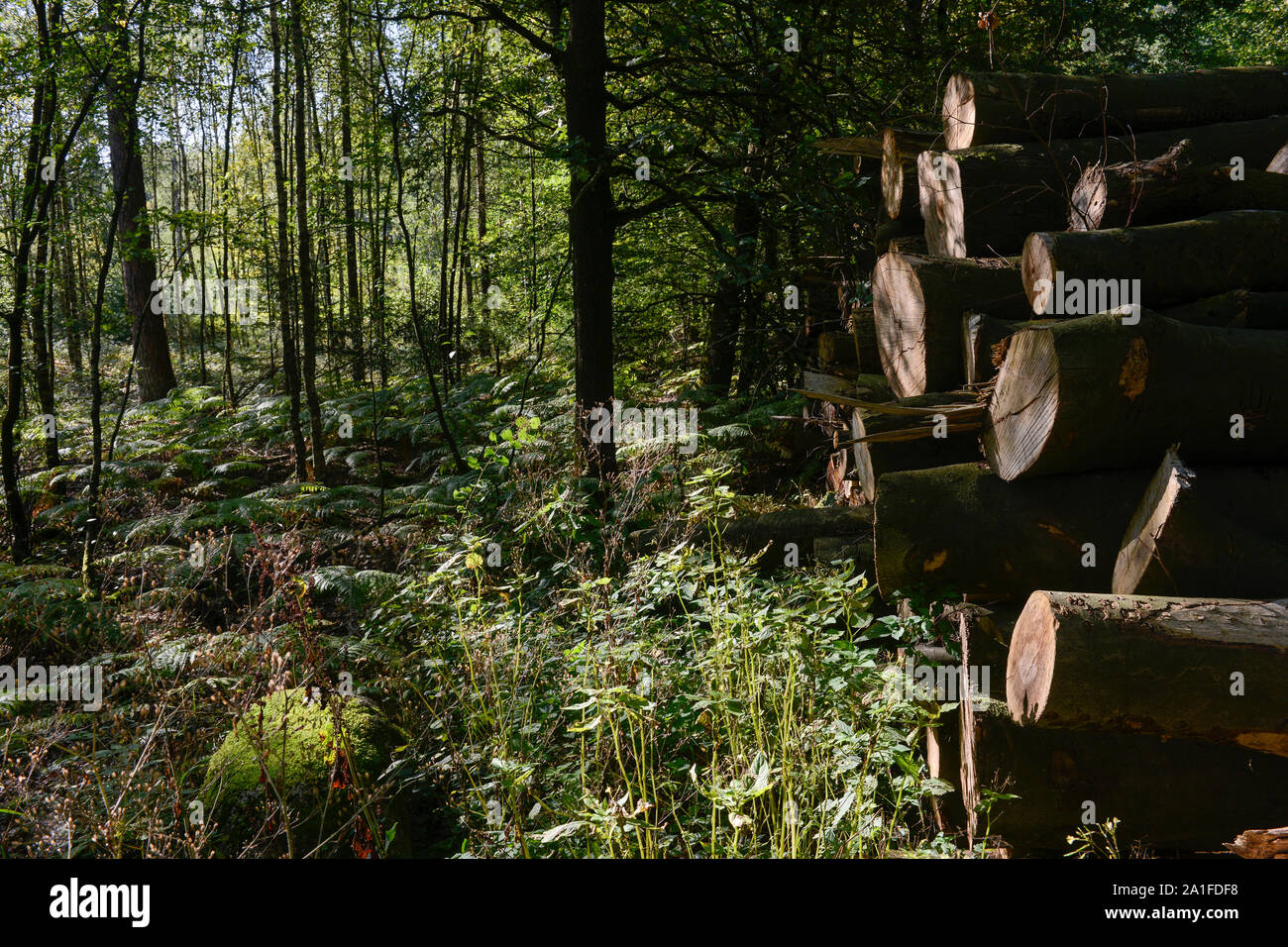 Allemagne, forêt / Deutschland, der Lueneburger Heide dans Wald Banque D'Images