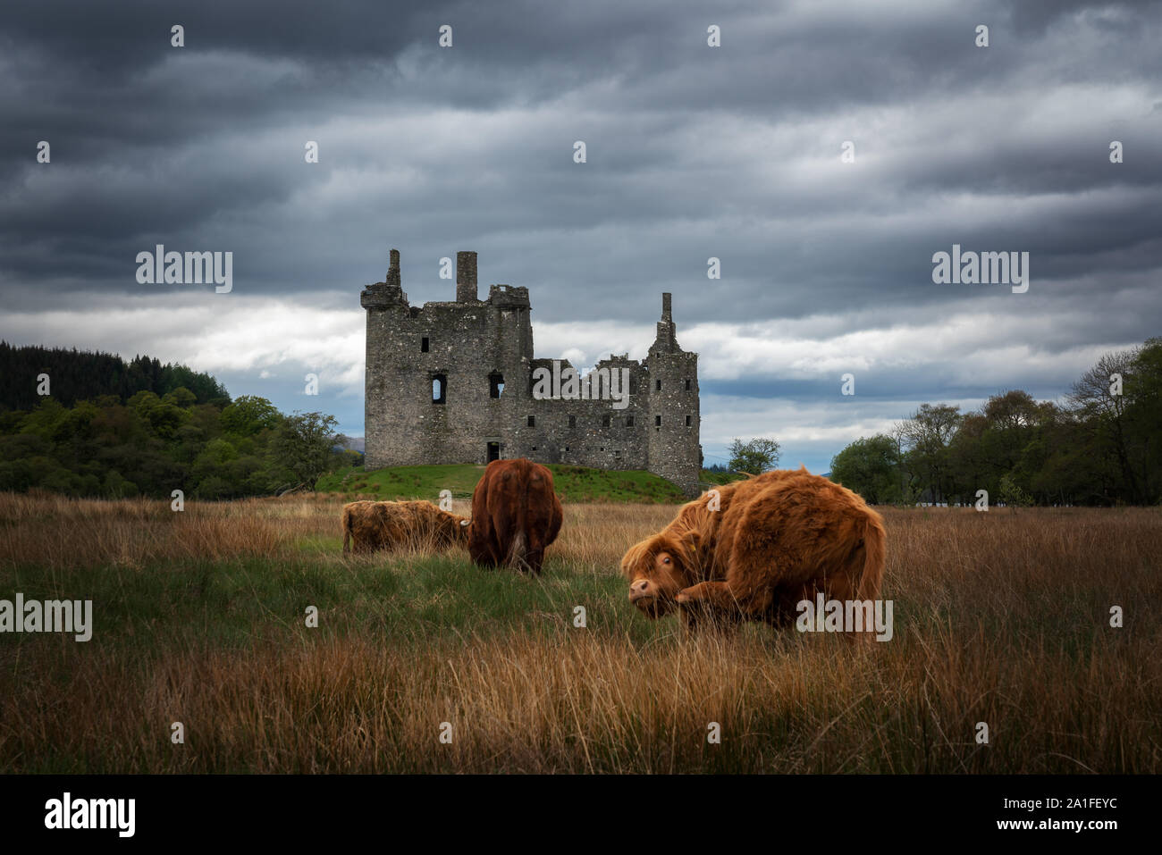 Les vaches highland écossais en face de la ruine de Kilchurn Castle dans la partie ouest des Highlands Banque D'Images