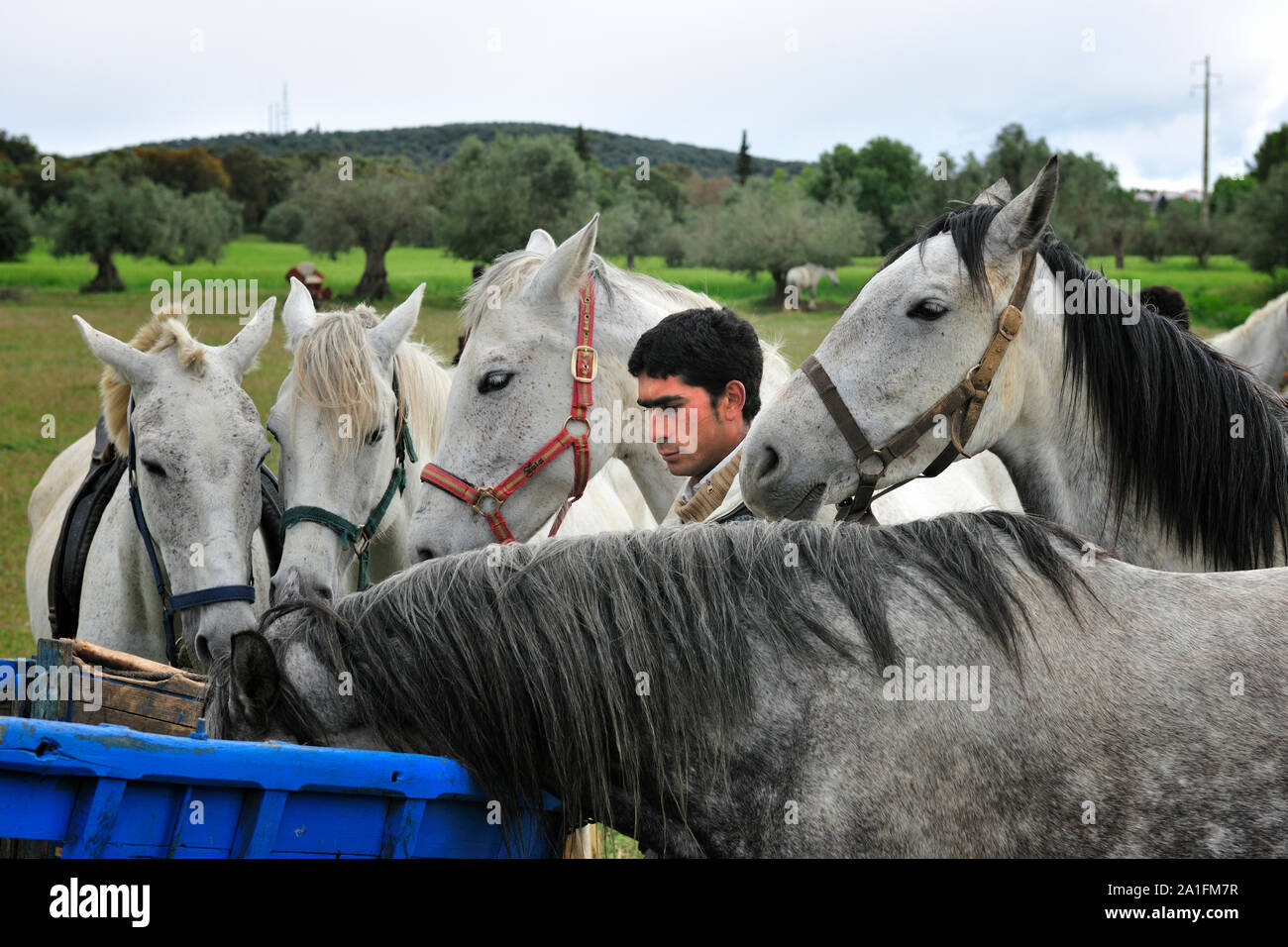 Gypsy horse trader. Viana do Alentejo, Portugal Banque D'Images