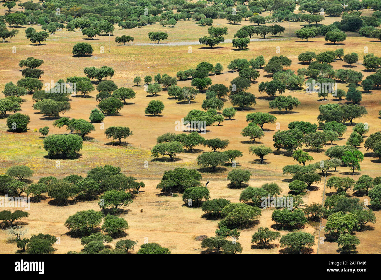 Chênes-liège et de chênes verts. Monsaraz. Alentejo, Portugal Banque D'Images