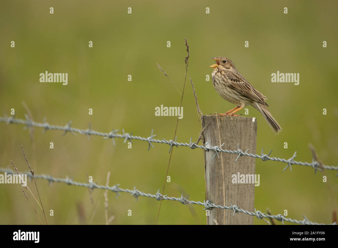 Bruant proyer mâle chantant sur un piquet de clôture. Un lieu typique pour voir cette une fois oiseaux des champs communs, avec sa caractéristique jangling appel. Banque D'Images