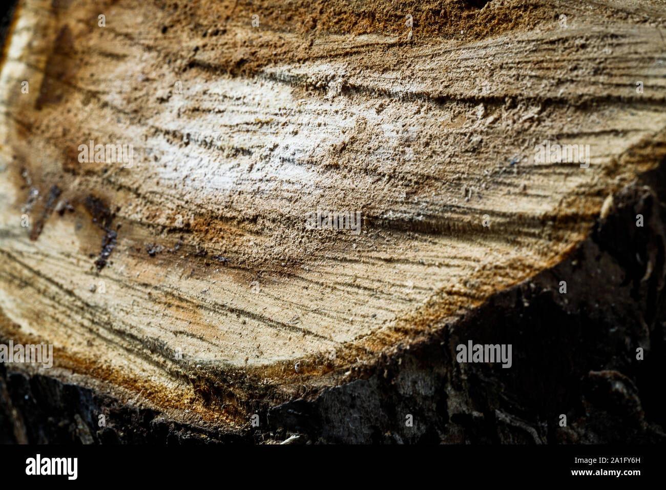 Bu un vieil arbre. Une pomme. La transformation du bois. La texture. Banque D'Images