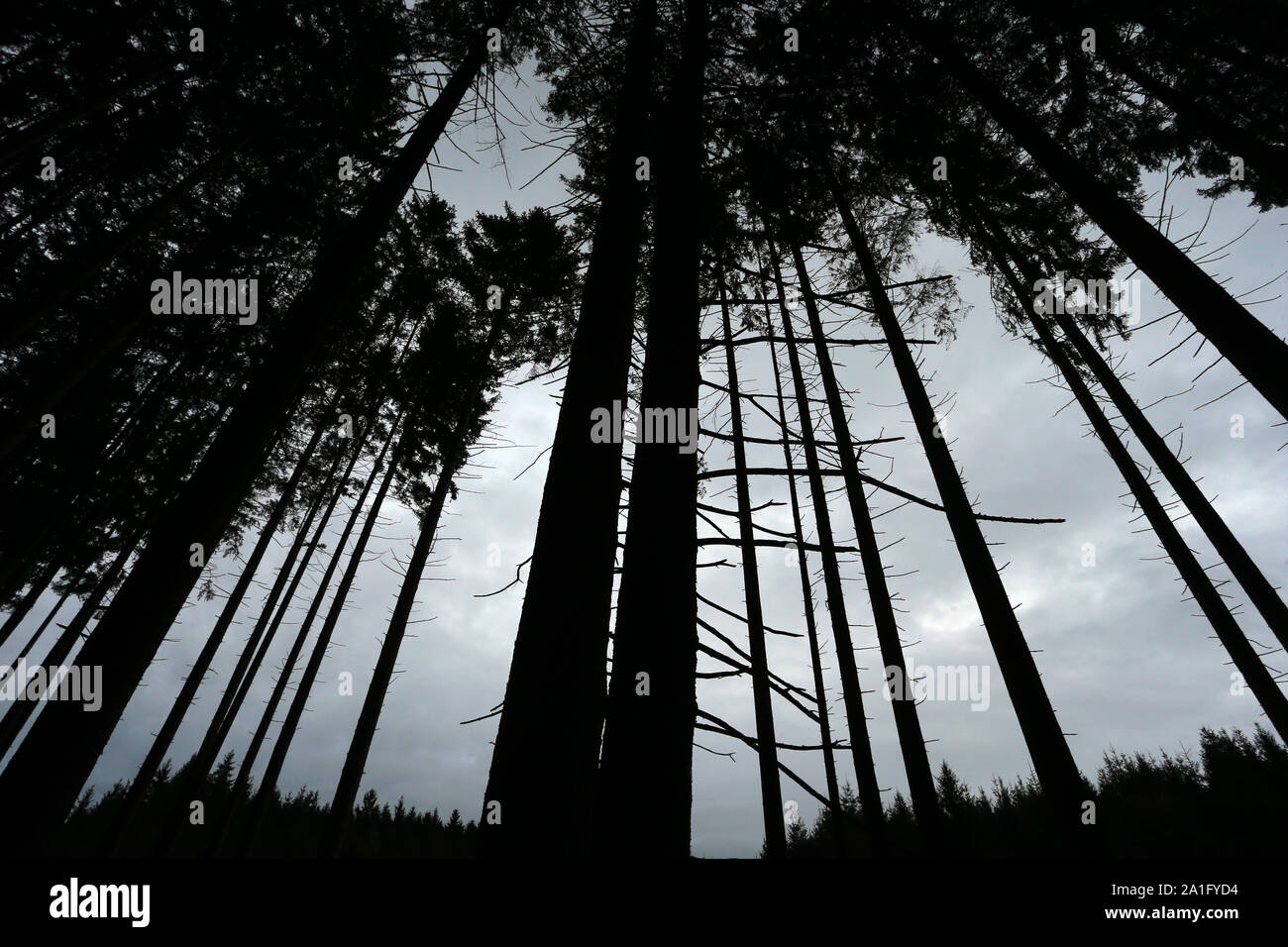 Schwabsoien, Allemagne. 26 Sep, 2019. Les conifères dont les branches inférieures sont atrophiées au Sachsenrieder forêt avant un ciel nuageux. Credit : Karl-Josef Opim/dpa/Alamy Live News Banque D'Images