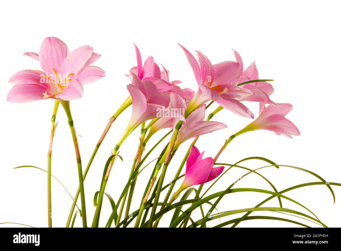 Zephyranthes en floraison. Fleurs rose isolé sur fond blanc Banque D'Images