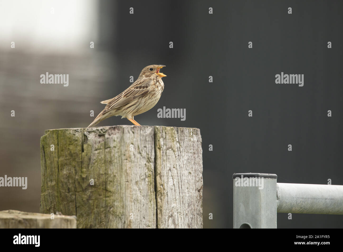 Bruant proyer mâle chantant sur un piquet de clôture. Un lieu typique pour voir cette une fois oiseaux des champs communs, avec sa caractéristique jangling appel. Banque D'Images