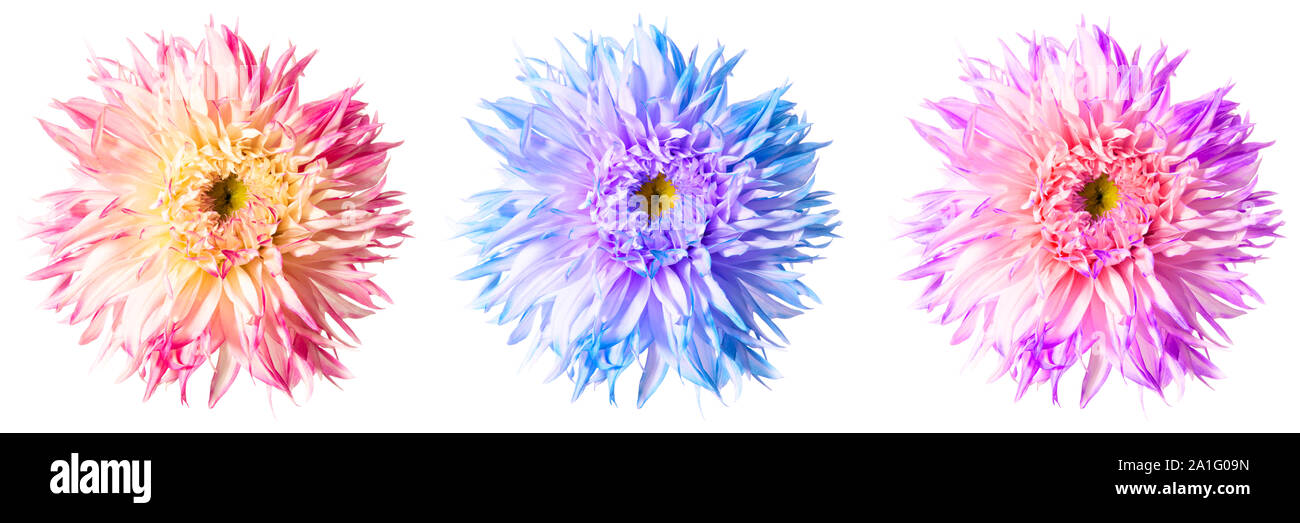 Trois Excellentes fleurs de dahlia dans différentes nuances de couleurs isolé sur fond blanc Banque D'Images