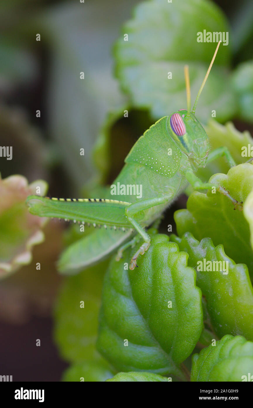 Close-up de l'égyptien ou le homard de la Méditerranée dans des pots de jardin nymphe Banque D'Images
