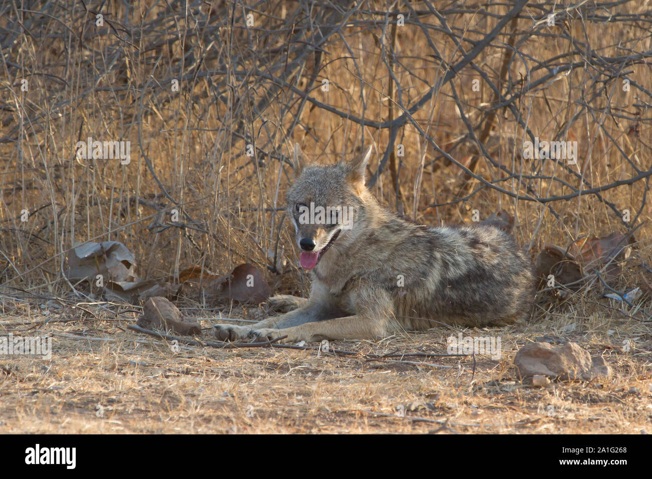 Chacal indiens dans le Parc National de Gir, dans le Gujarat, Inde Banque D'Images