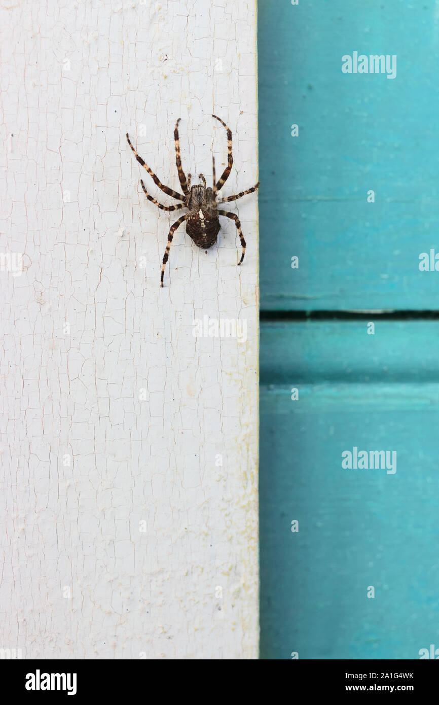 Grosse araignée Araneus diadematus dans un foyer rural Banque D'Images