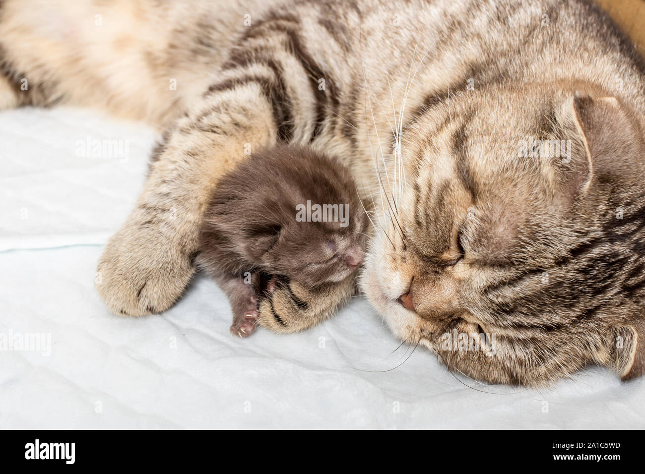 Striped Scottish Fold chat chaton nouveau-né de dormir ensemble avec hugs Banque D'Images