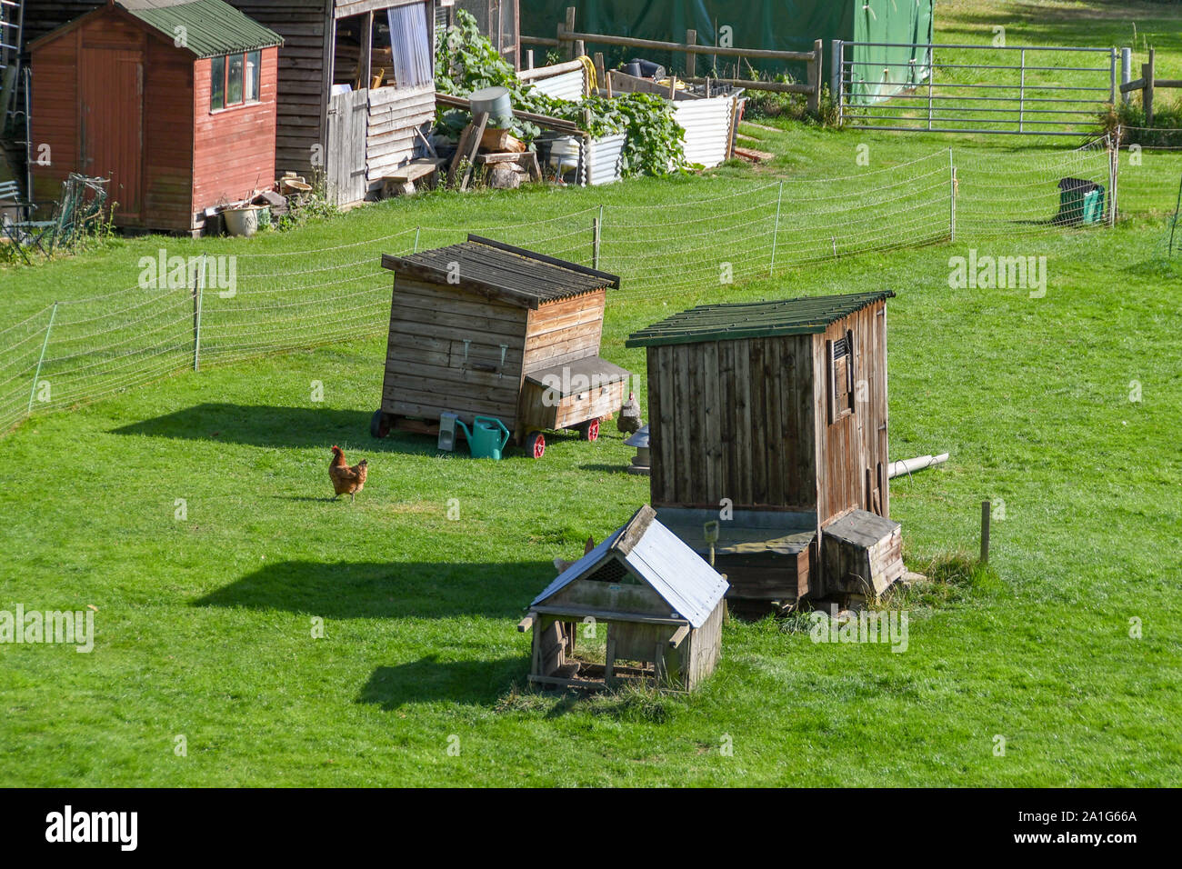 Le GLOUCESTERSHIRE, ANGLETERRE - Septembre 2019 : poules dans un boîtier sur une petite ferme dans le Gloucestershire. Banque D'Images
