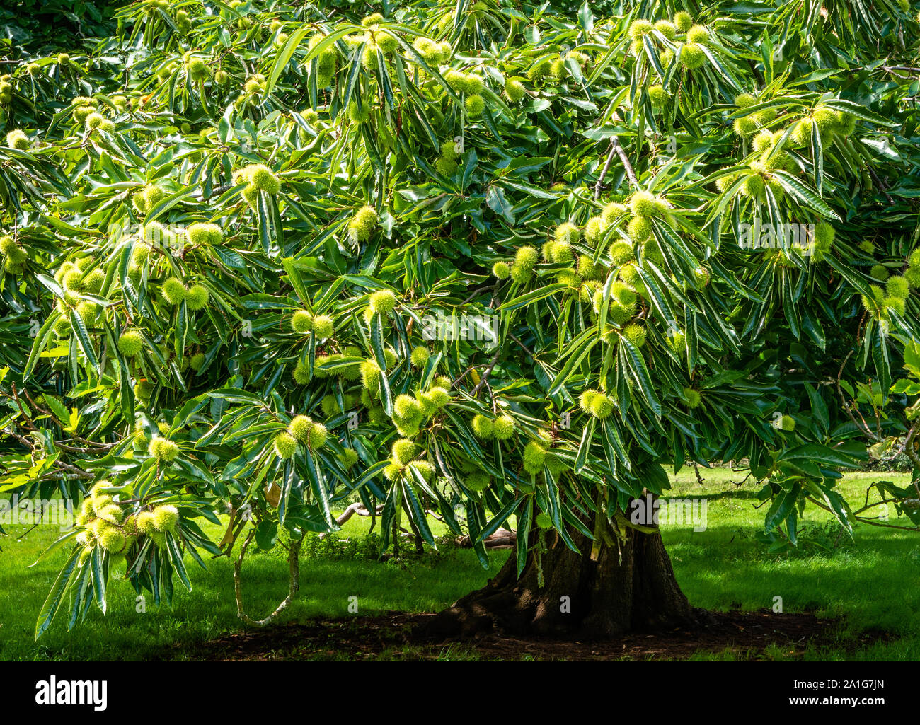 Sweet chestnut Castanea sativa arbre dans un site de verdure portant une grosse récolte de cupules épineuses - Somerset UK Banque D'Images