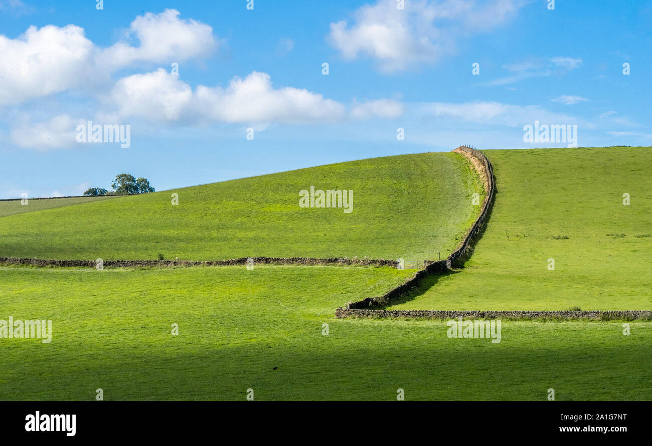 Colline herbeuse avec murs en pierre sèche et arbres de la pointe blanche du Derbyshire UK Banque D'Images