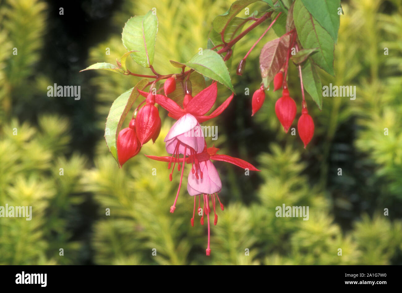 La floraison des plantes fuchsia Banque D'Images