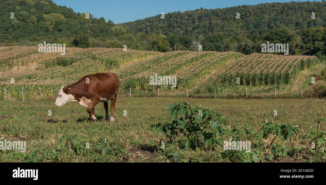 Vue latérale du champ à vache Hereford dans harvestmen en Nouvelle Angleterre, USA Banque D'Images