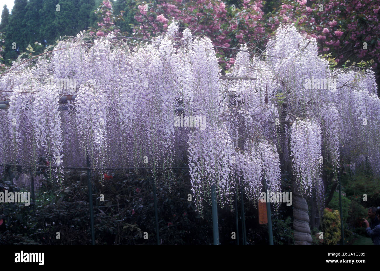 Superbe GLYCINE BLANCHE CROISSANT SUR CHÂSSIS DE JARDIN. Banque D'Images