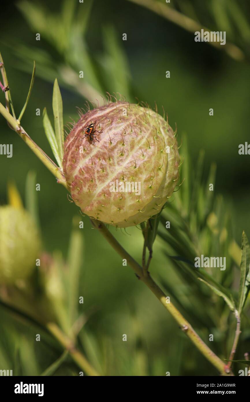 Balloonplant Gomphocarpus physocarpus poilues, velues, boules, balloonplant, coton ballon-bush, Bishop's balls, clous, ou usine de Swan Banque D'Images