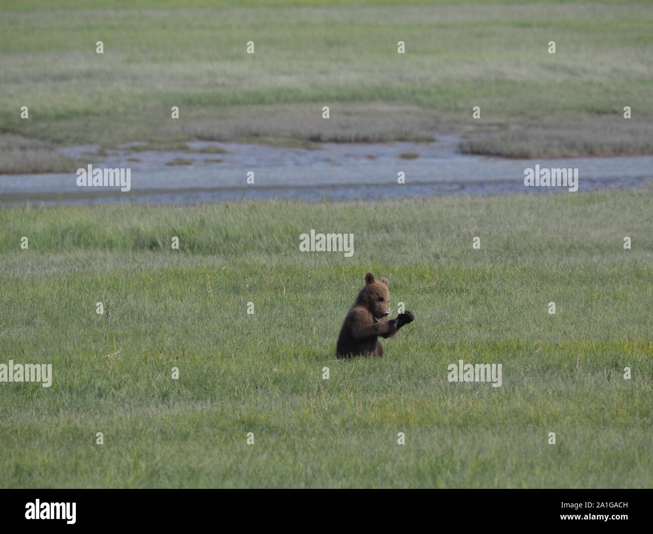 Ours brun d'Alaska Katmai Cub USA Banque D'Images