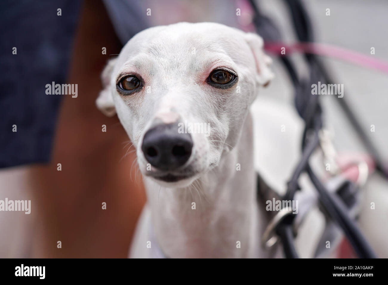 Closeup portrait of white lévrier galgo - Lévrier espagnol espanol - Dog's face, oreilles vers l'arrière Banque D'Images