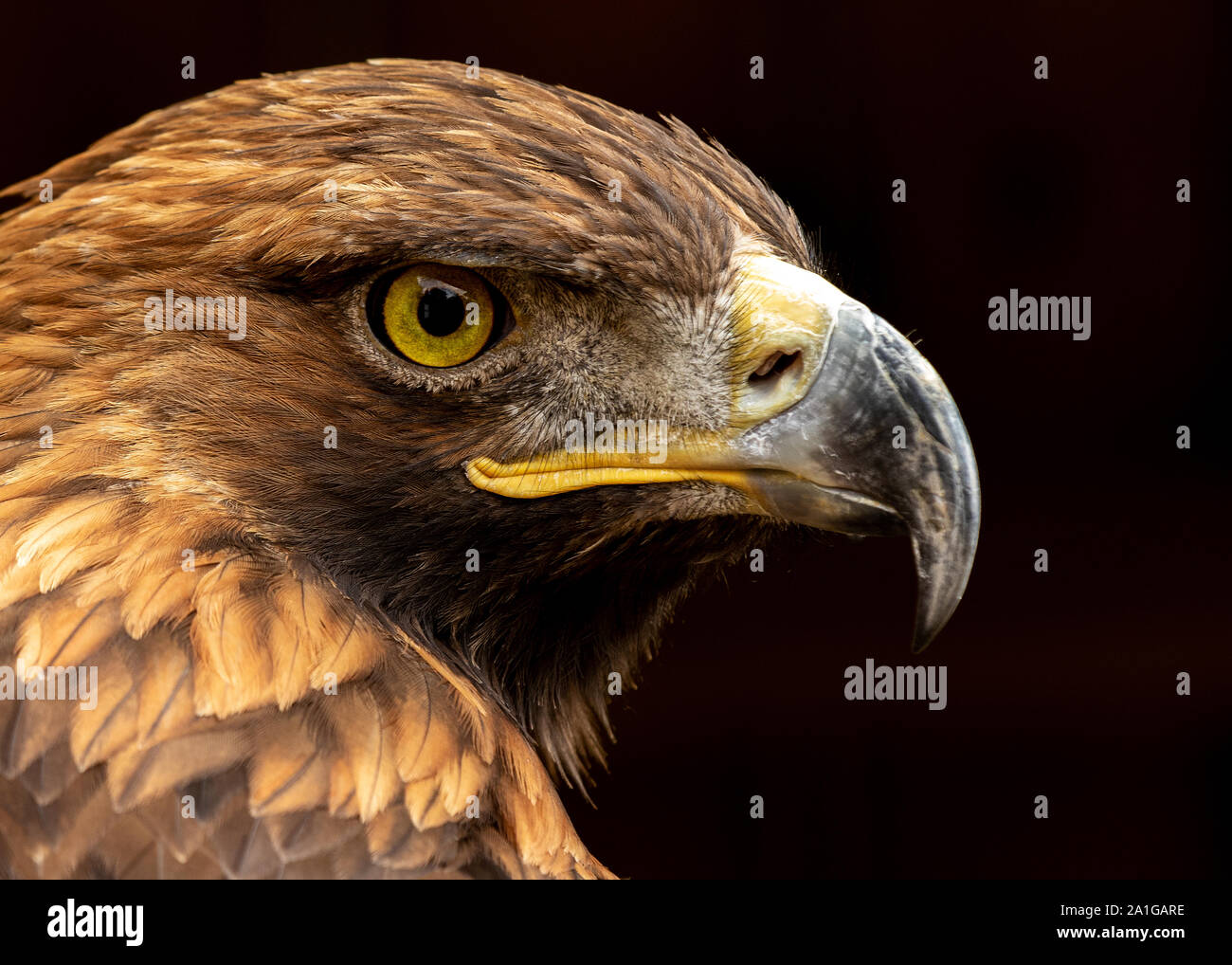 Close up side portrait d'un aigle doré sur fond noir. Banque D'Images