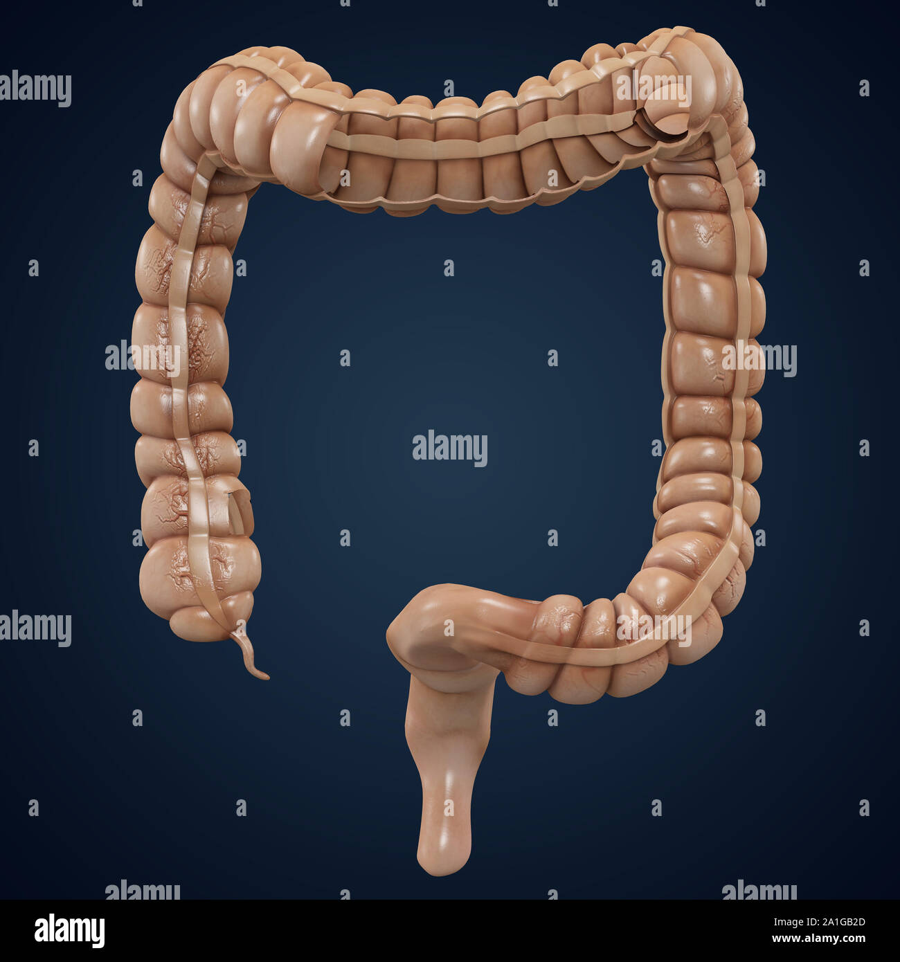 Gros intestin colon en coupe anatomique de la mise en page. Le rendu 3D Banque D'Images