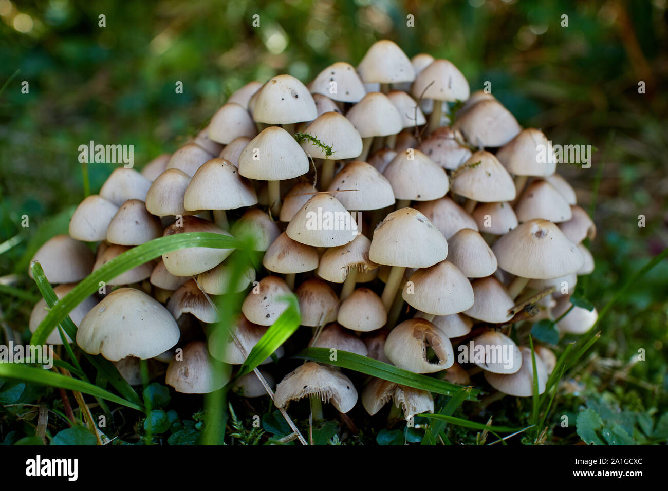 Un bouquet de petits champignons bruns très léger croissant dans une forêt. Banque D'Images